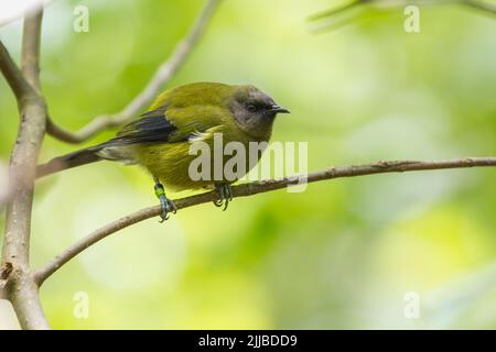 neuseeländischer Bellbird Anthornis melanura, Erwachsene, mit Beinringen, Zealandia, Neuseeland, November Stockfoto