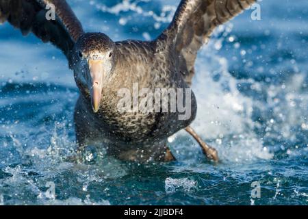 Der nördliche Riesenpetrel Macronectes halli, der im November in Kaikoura, Neuseeland, auf dem Wasser lief. Stockfoto