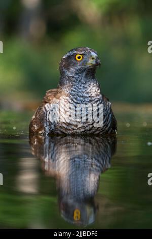 Nördlicher Habicht Accipiter gentilis, Erwachsene Hündin, Baden im Waldbecken, Pusztaszer, Ungarn im Juni. Stockfoto