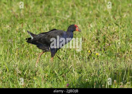 Pukeko Porphyrio melanotus, Erwachsener, Nahrungssuche auf Wiesen, in der Nähe der Colville Bay, North Island, Neuseeland, November Stockfoto