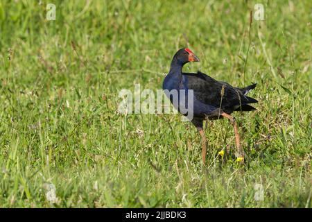 Pukeko Porphyrio melanotus, Erwachsener, Nahrungssuche auf Wiesen, in der Nähe der Colville Bay, North Island, Neuseeland, November Stockfoto