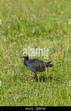 Pukeko Porphyrio melanotus, Erwachsener, Nahrungssuche auf Wiesen, in der Nähe der Colville Bay, North Island, Neuseeland, November Stockfoto