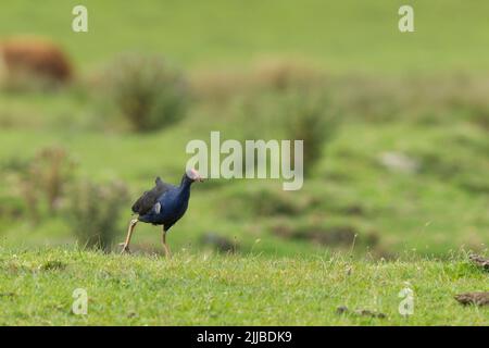 Pukeko Porphyrio melanotus, Erwachsener, Nahrungssuche auf Wiesen, in der Nähe der Colville Bay, North Island, Neuseeland, November Stockfoto