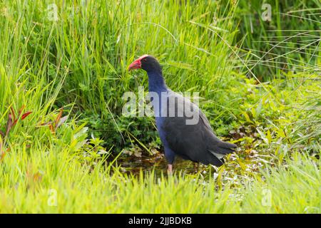 Pukeko Porphyrio melanotus, Erwachsener, Nahrungssuche auf Wiesen, in der Nähe der Colville Bay, North Island, Neuseeland, November Stockfoto
