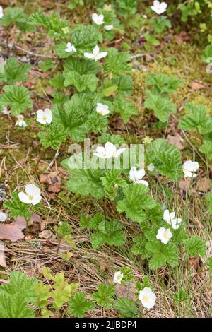 Feld der Rubus chamaemorus Moltebeerpflanze, die mit weißen Blüten blüht Stockfoto