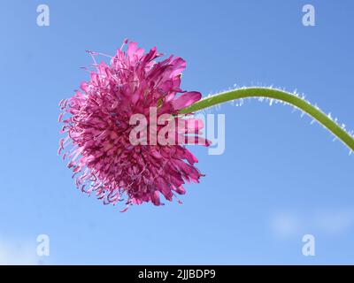 Die mazedonische scheußliche Knautia macedonica-Karmesinblüte aus der Nähe Stockfoto