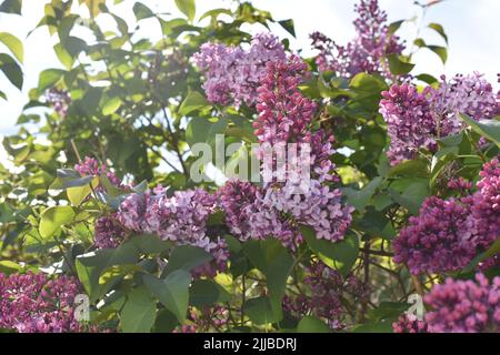 Lila Syringa vulgaris Bush Blüte in einem Garten im Frühling Stockfoto