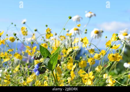 Feld von verschiedenen Wildblumen in verschiedenen Farben gegen blauen Himmel Stockfoto
