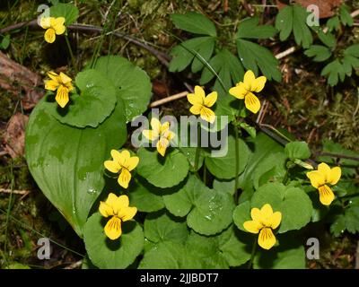 alpine gelb-violette Viola-Biflora blüht im Wald Stockfoto