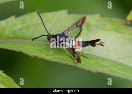 Rot-gebeizter Freischwinge Synanthedon formicaeformis, erwachsenes Männchen, auf Blatt ruhend, Wheatfen, Norfolk, Großbritannien im Juni. Stockfoto