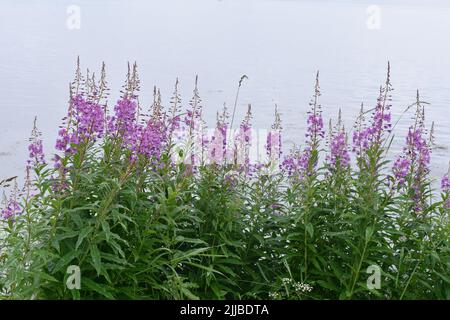 Rosebay Weidenkraut Chamerion angustifolium blüht mit rosa Blüten Stockfoto