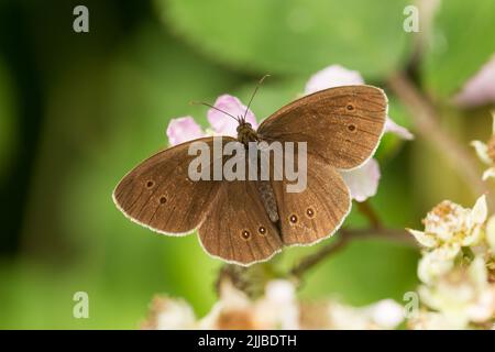 Ringlet Aphantopus hyperantus, Erwachsener, baskin auf Bramble, Bernwood Forest, Oxfordshire, Großbritannien im Juli. Stockfoto