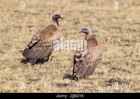 Rüppells Geier-Zigeuner rueppellii, Paar, auf dem Boden sitzend, Sululta Plain, Äthiopien im Februar. Stockfoto