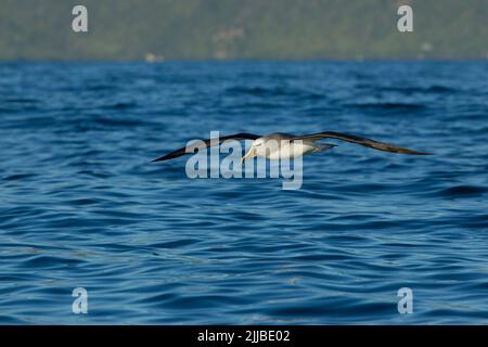 Salvins Mollymawk Diomedea cauta salvini, Erwachsene, im November auf der Flucht über das Meer in der Nähe von Kaikoura, Neuseeland. Stockfoto