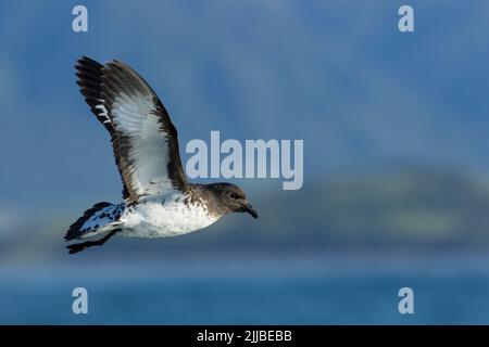 Snares Kap petrel Daption capense Australe, Erwachsener, im Flug, in der Nähe von Kaikoura, Neuseeland, November Stockfoto