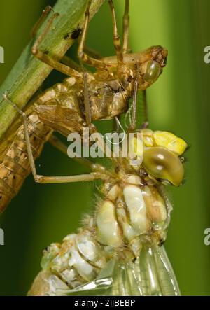 Der südliche Hawker Aeshna cyanea, der im Juli aus Exvia in Bentley Wood, Hampshire, hervorging. Stockfoto