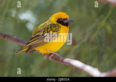 SPEKE's Weaver Plockeus spekei, erwachsenes Männchen, im März im Yabello Motel, Yabello, Äthiopien, im Schatten in Büschen. Stockfoto