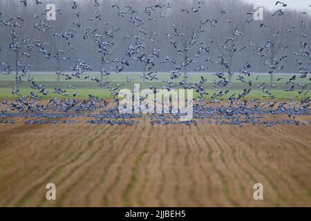 Rottaube Columba oenas, im Januar in Zuidelijk-Flevoland, Niederlande. Stockfoto