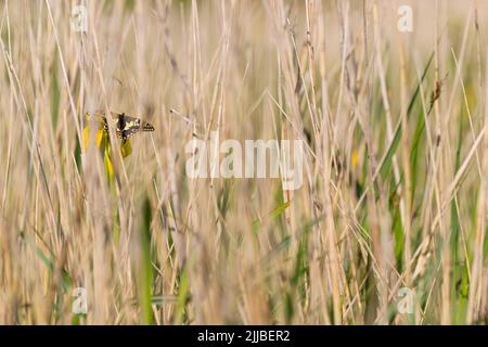 Schwalbenschwanz Papilio machaon, Erwachsener, der sich im Juni in Wheatfen, Norfolk, Großbritannien, im Reedbed sonnt. Stockfoto