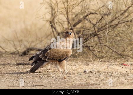 Tawny Eagle Aquila Rapax, Erwachsene, auf Savanne, Awash National Park, Äthiopien im Februar. Stockfoto