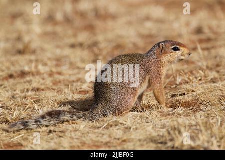 Ungestreiftes Bodenhörnchen Xerus rutilus, auf grasiertem Grasland, Diida Xuyyurra Ranch, Yabello, Äthiopien im März. Stockfoto