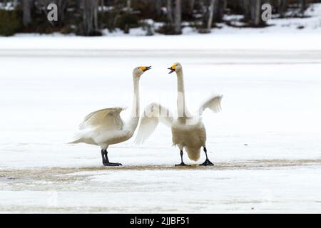 Singschwan Cygnus cygnus, erwachsenes Paar, in der Nähe von Kuusamo, Finnland, April Stockfoto