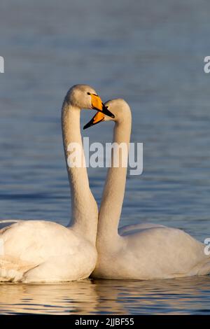 Singschwan Cygnus cygnus, in der Nähe von Kuusamo, Finnland im April. Stockfoto