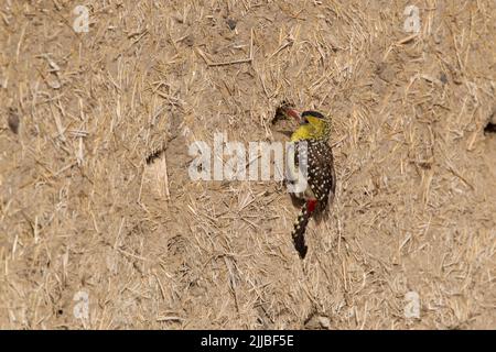 Gelb gebrühter barbet Trachyphonus margaritatus, adultes Weibchen, thront im Februar am Nistloch in der Schlammwand, Bilen Lodge, Äthiopien. Stockfoto