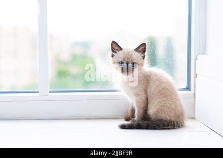 Ein kleines siamesisches Kätzchen sitzt in einem Raum auf der Fensterbank und schaut in die Kamera. Hochwertige Fotos Stockfoto