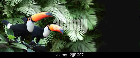 Horizontales Banner mit zwei schönen bunten Tukan-Vögeln (Ramphasidae) auf einem Ast in einem Regenwald. Ein paar Tukan-Vögel und Blätter von tropischen Pl Stockfoto