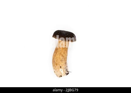 Schöne frische Steinpilze auf weißem Hintergrund isoliert Saison gesundes Essen Stockfoto