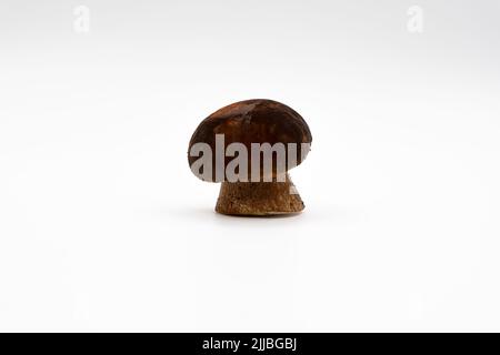 Boletus edulis: Weißer Pilz und Arten der Gattung Boletus. Wald Steinpilz isoliert auf weißem Hintergrund. Nahaufnahme. Stockfoto