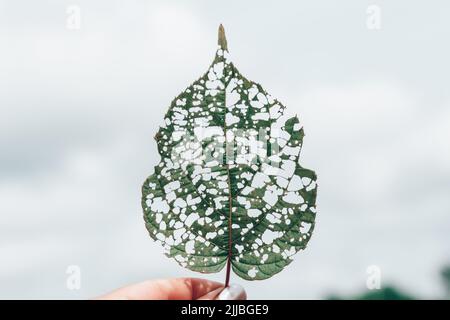 Isoliertes Bild eines Actinidienblattes mit Löchern, die von Raupen gefressen werden Stockfoto