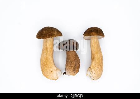 Boletus edulis, Königskolete isoliert auf weißem Hintergrund. Nahaufnahme. Pilz aus dem wilden Wald. Stockfoto