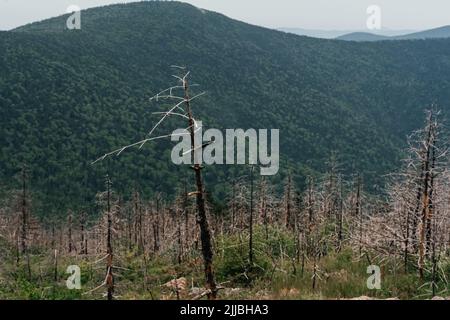 Hohe Berge Russlands, der Berg Falaza mit vom Wind gebrochenen Bäumen, Wald nach einem Brand Stockfoto