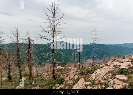 Hohe Berge Russlands, der Berg Falaza mit vom Wind gebrochenen Bäumen, Wald nach einem Brand Stockfoto