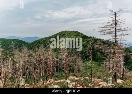 Hohe Berge Russlands, der Berg Falaza mit vom Wind gebrochenen Bäumen, Wald nach einem Brand Stockfoto