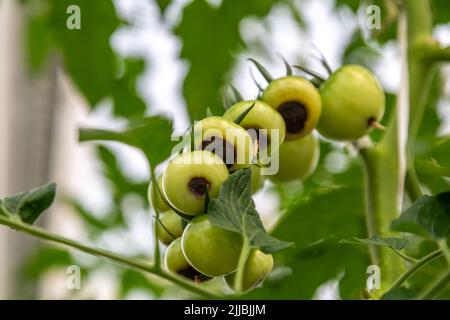 Noch grüne, unreife, junge Tomatenfrüchte, die von der Blütenendfäule betroffen sind Stockfoto