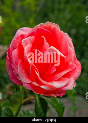 Nahaufnahme einer leuchtend roten rosa Rose Stockfoto