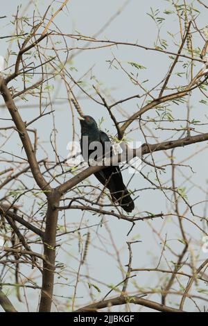 Asiatischer Koel Eudynamys scolopacea, adultes Männchen, thront in Baumbaldachin, Bharatpur, Rajastan, Indien, Mai Stockfoto