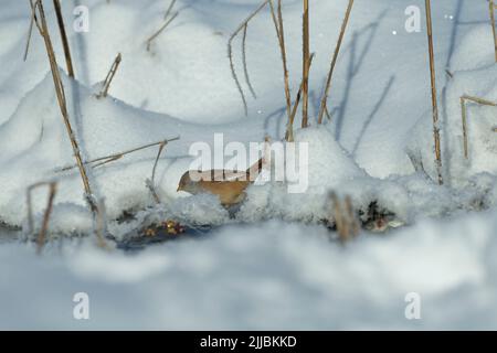 Bärtiger Rühlling Panurus biarmicus, weiblich, beim kleinen Bach im Schnee auf Nahrungssuche, Pikla Linnumaja, Estland im Februar. Stockfoto