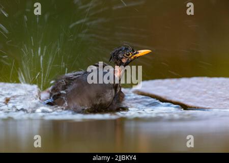 Amsel Turdus merula, jugendliches Männchen, das im Waldbecken baden kann, Tiszaalpár, Ungarn, Juli Stockfoto