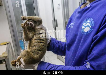 Ein Sumatra-Slow-Loris (Nycticebus coucang) wird derzeit von der Indonesischen Nature Rehabilitation Initiation Foundation (YIARI) in Bogor untersucht. Stockfoto