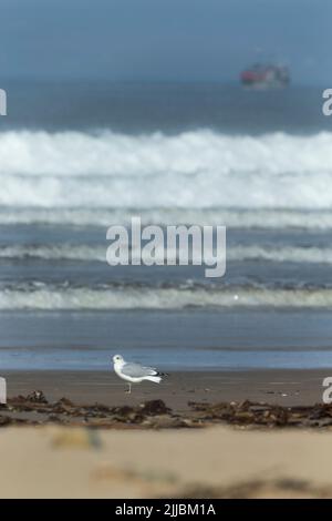 Gemeine Möwe Larus canus, erwachsen, stehend am Sandstrand, Laggan Bay, Islay, Sctoland, Großbritannien im September Stockfoto