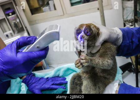 Ein Sumatra-Slow-Loris (Nycticebus coucang) wird derzeit von der Indonesischen Nature Rehabilitation Initiation Foundation (YIARI) in Bogor untersucht. Stockfoto