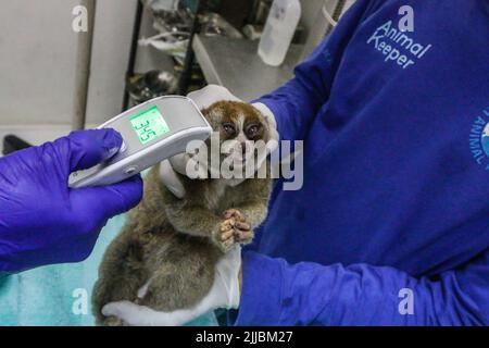 Ein Sumatra-Slow-Loris (Nycticebus coucang) wird derzeit von der Indonesischen Nature Rehabilitation Initiation Foundation (YIARI) in Bogor untersucht. Stockfoto