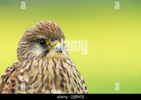 Falco tinnunculus (Gefangener), adultes Weibchen, Profilkopfschuss, Hawk Conservancy Trust, Andover, Hampshire, Großbritannien, April Stockfoto