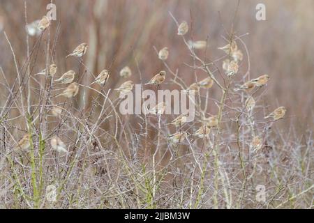 Gemeinsamen Hänfling Zuchtjahr Cannabina, Winter Herde, thront in Hecke, Otmoor RSPB Reserve, Oxfordshire, Vereinigtes Königreich im Januar. Stockfoto