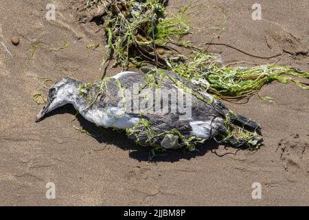 Guillimot (Uria aalge) Leiche, bedeckt mit Algen. Ein Opfer der Vogelgrippe (HPAI) H5N1, wurde am Strand von Northam, Devon, ausgewaschen Stockfoto