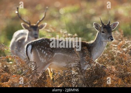 Damwild Dama dama, dominenter Mann, der den Subadulten überwacht, unter Bracken, Bradgate Park, Leicestershire, Großbritannien im Dezember. Stockfoto